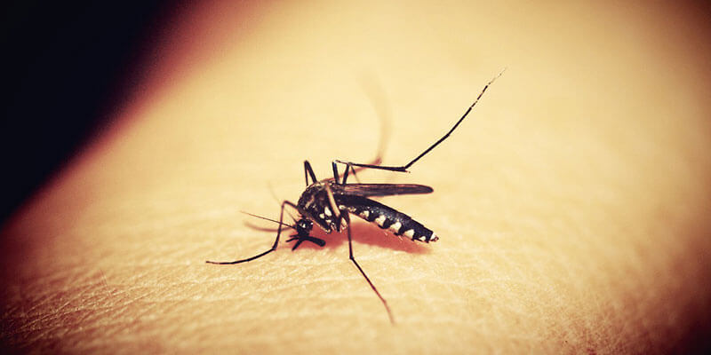 cuvajte se uboda komaraca